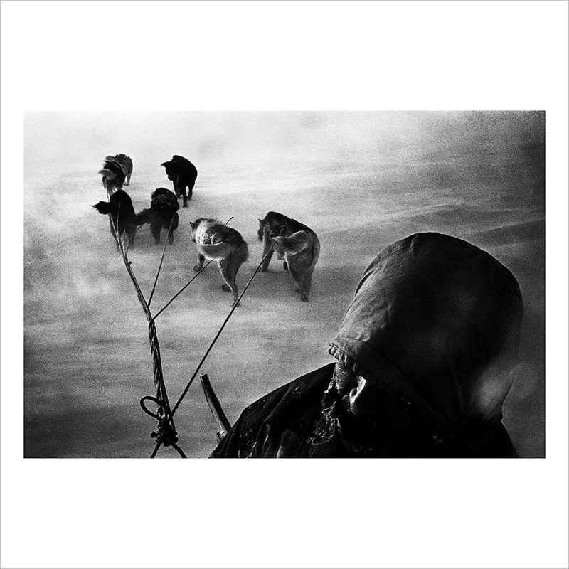 A hunter and his dogsled caught in a snowstorm on their way home. Tiniteqilaaq, Greenland. 2000. Jacob Aue Sobol photo