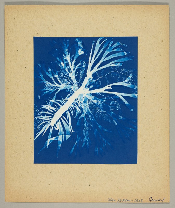 San Diego Seaweed - Bertha Jaques