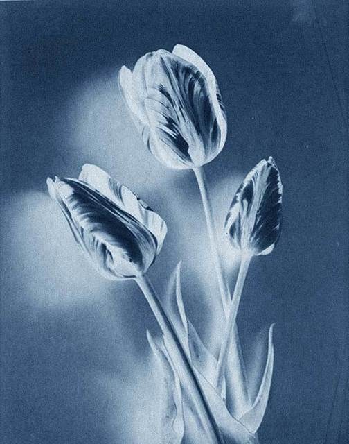 Thomas Ruff, neg◊stil_04 (2015)